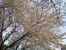201404031桜1.jpg