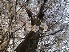 201404031桜.jpg